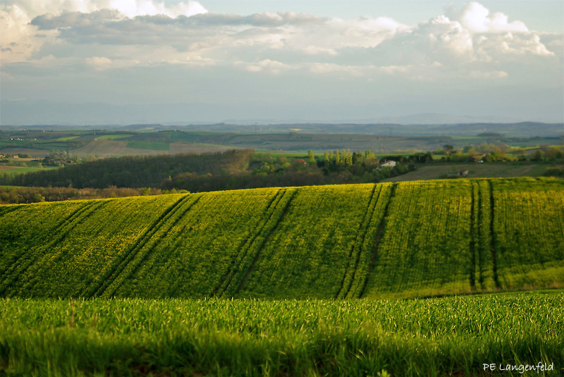 Early spring rapeseed field